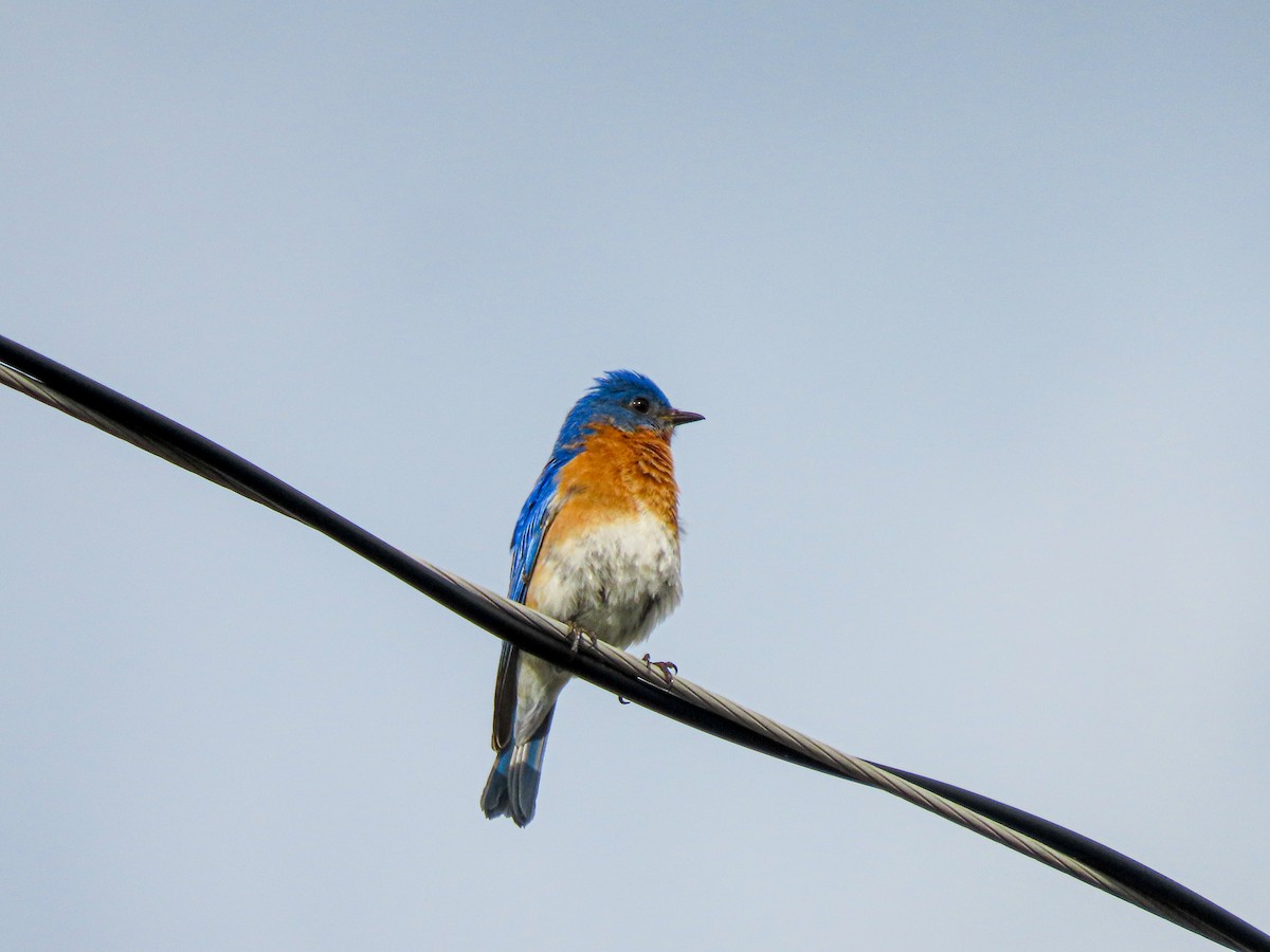 Eastern Bluebird - Jake Chute