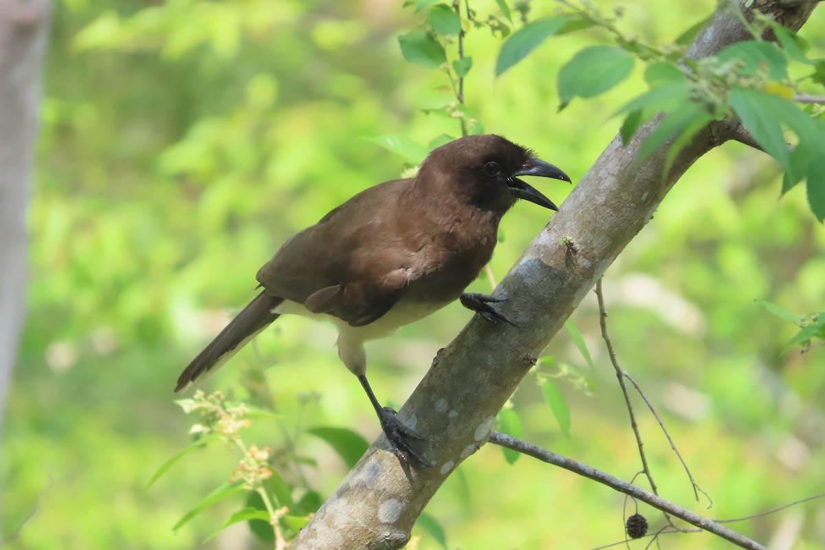 Brown Jay - ML619507315