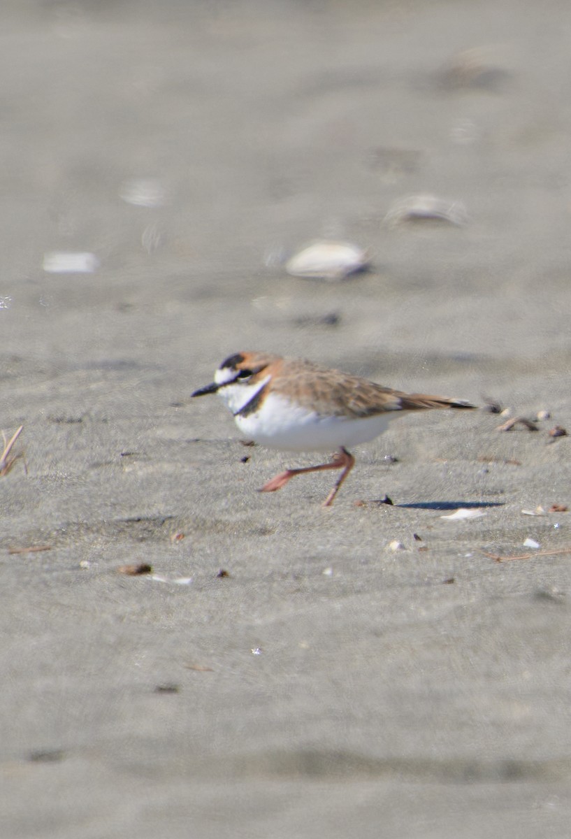 Collared Plover - Angélica  Abarca