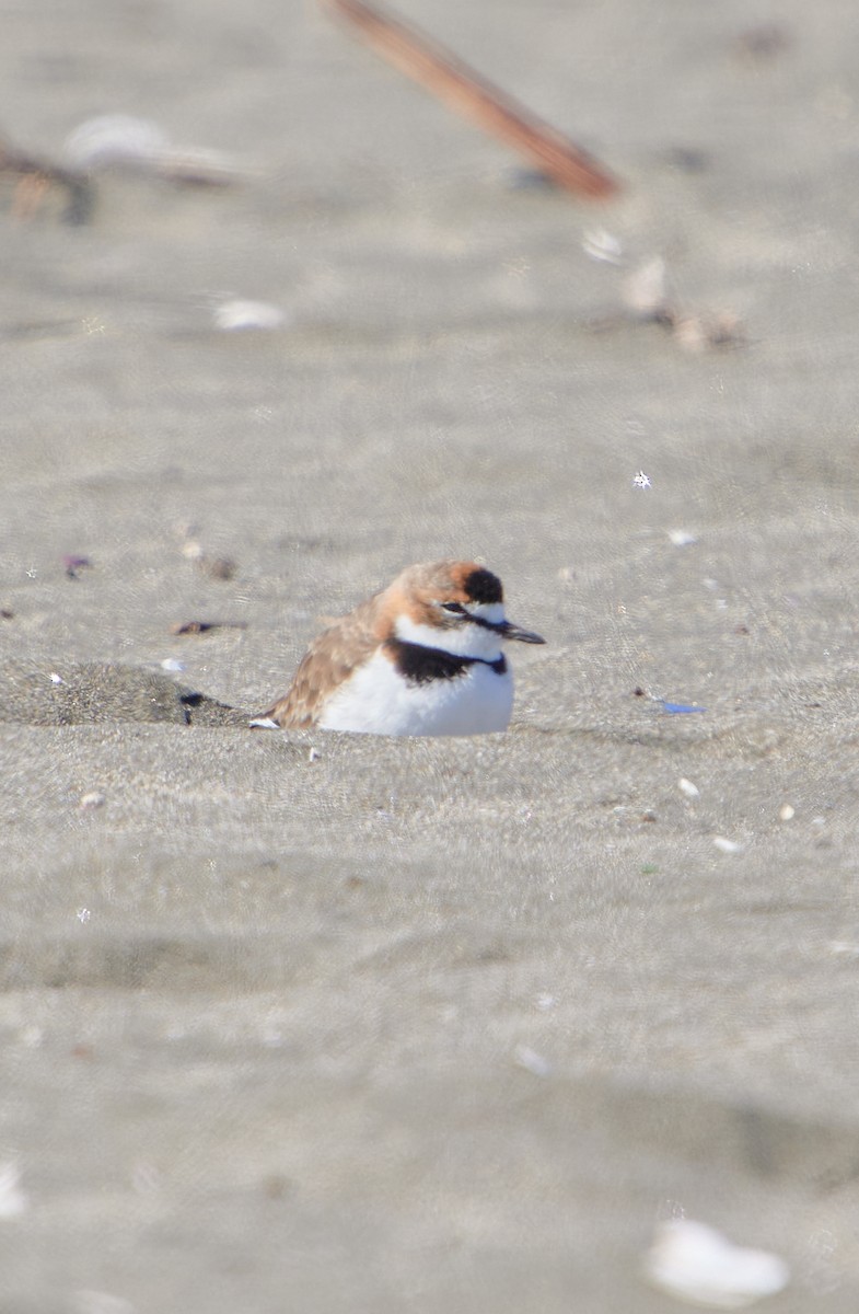 Collared Plover - Angélica  Abarca