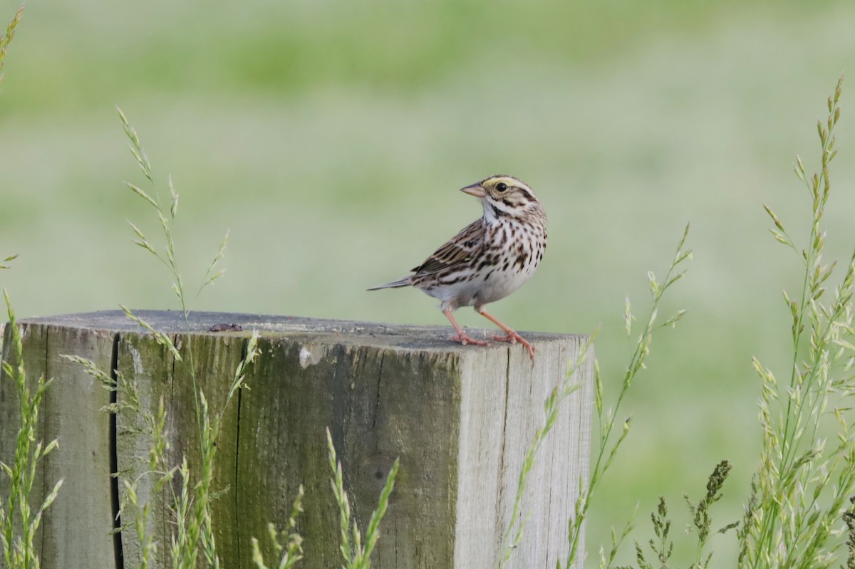 Savannah Sparrow - Gina Foster