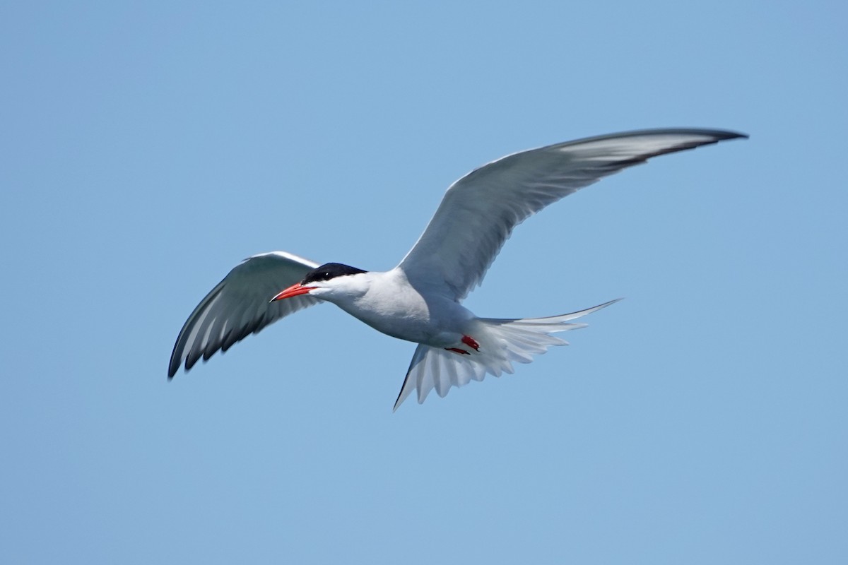 Common Tern - mc coburn