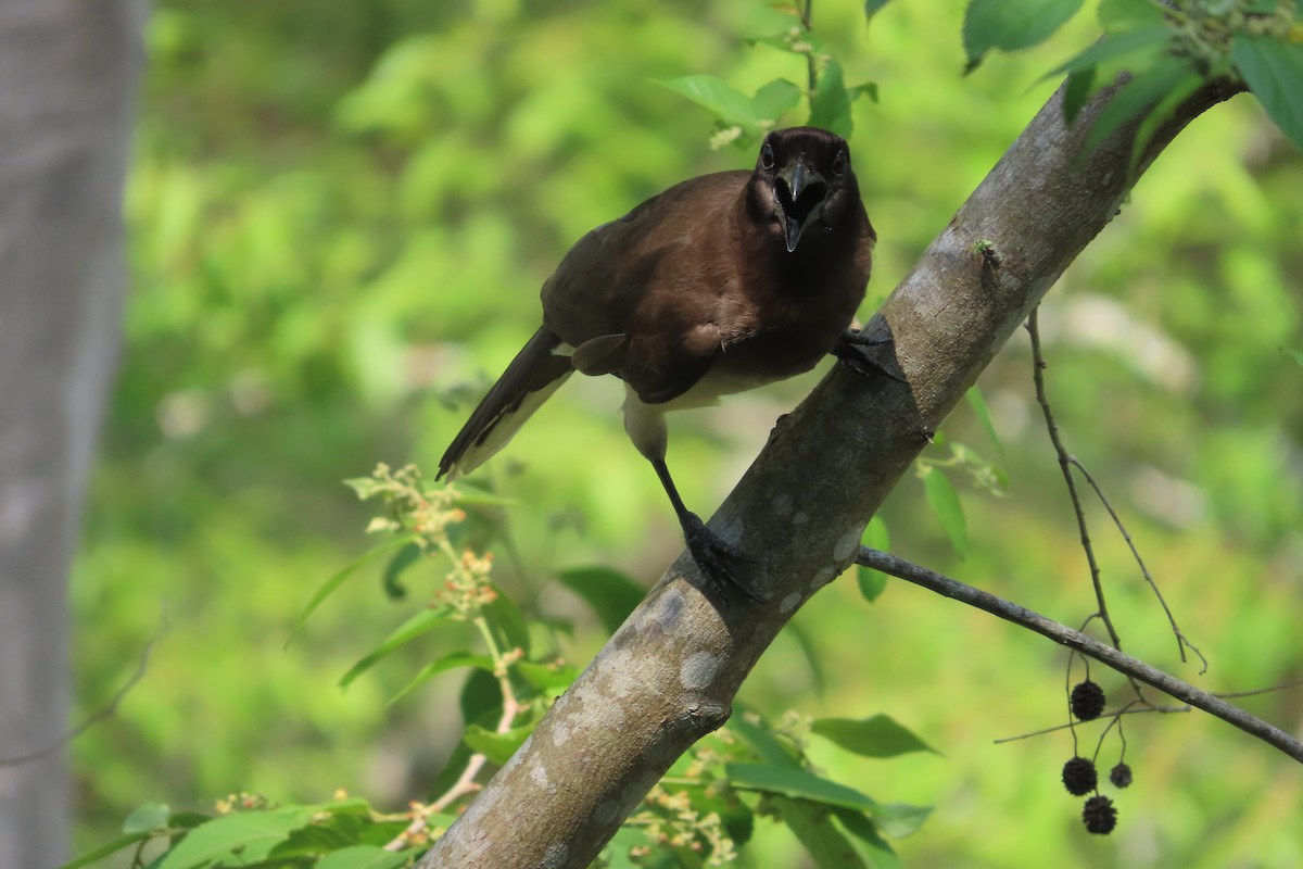 Brown Jay - David Brinkman