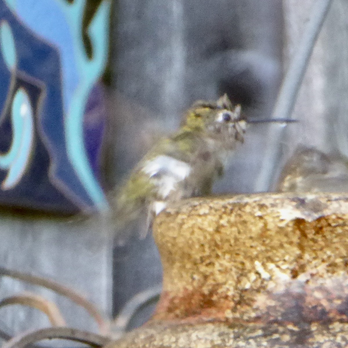 Anna's Hummingbird - Anonymous