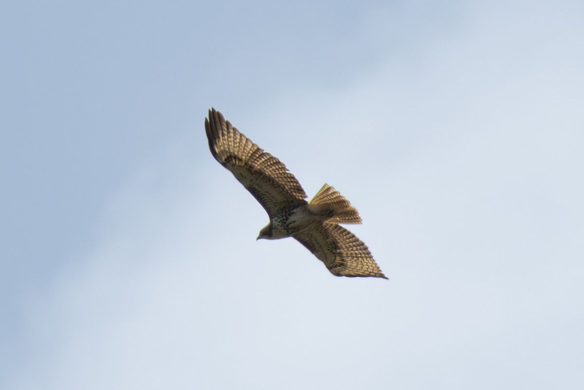 Short-tailed Hawk - Mason Flint