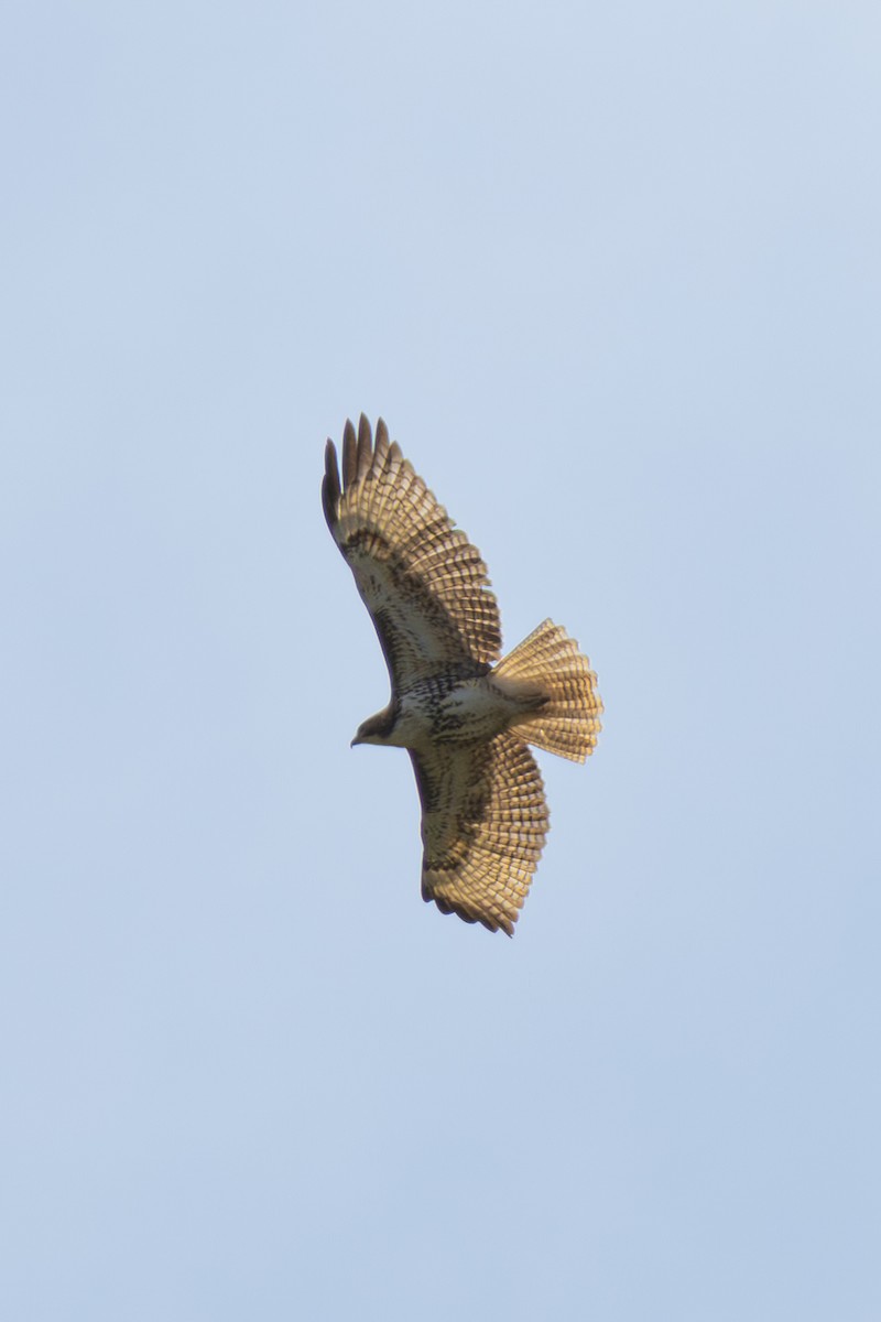 Short-tailed Hawk - Mason Flint