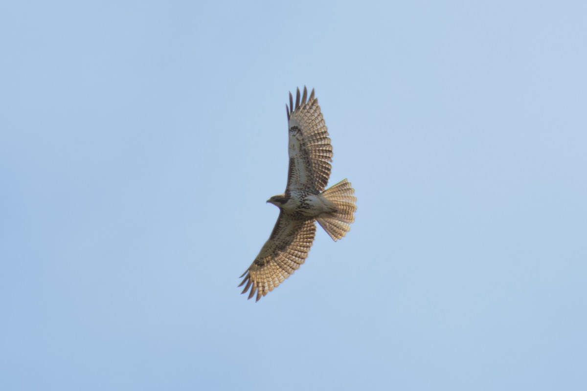 Short-tailed Hawk - Mason Flint