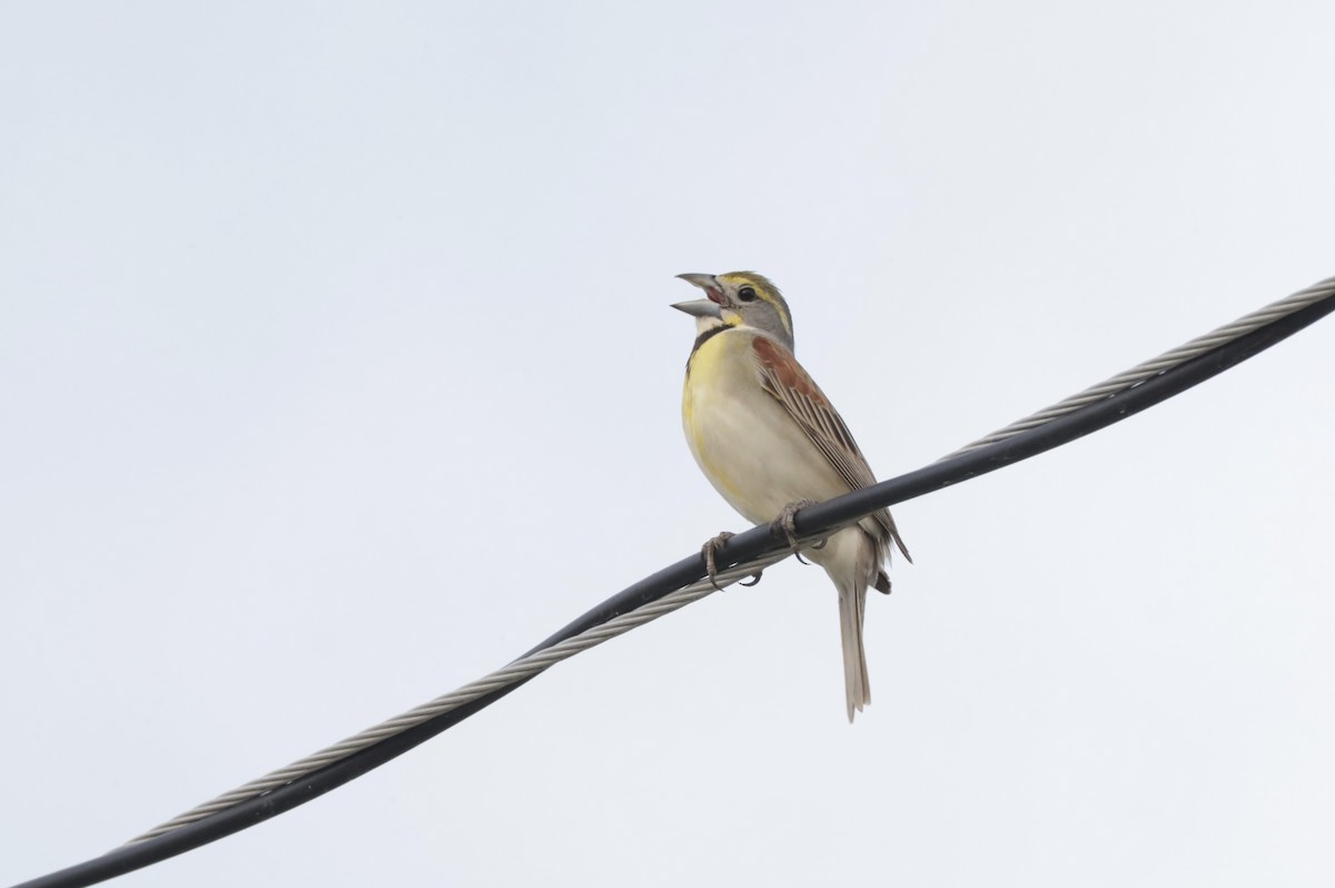 Dickcissel - ML619507341