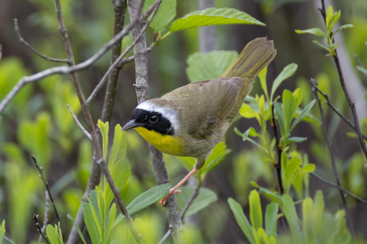 Common Yellowthroat - Stephane Demers