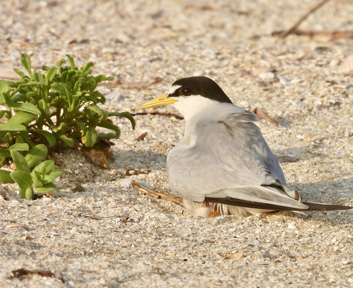 Least Tern - Charlotte Chehotsky