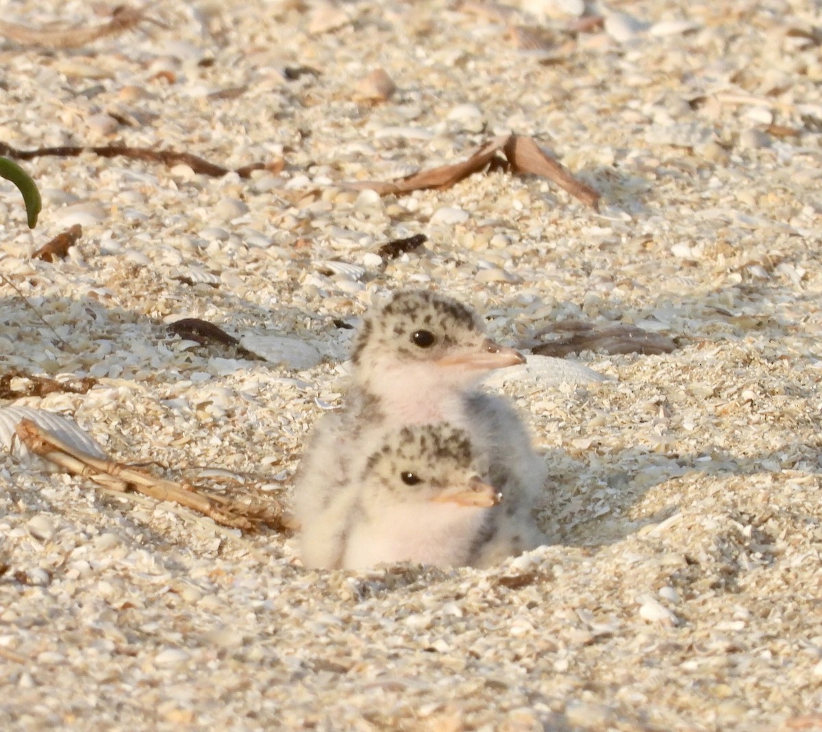 Least Tern - Charlotte Chehotsky