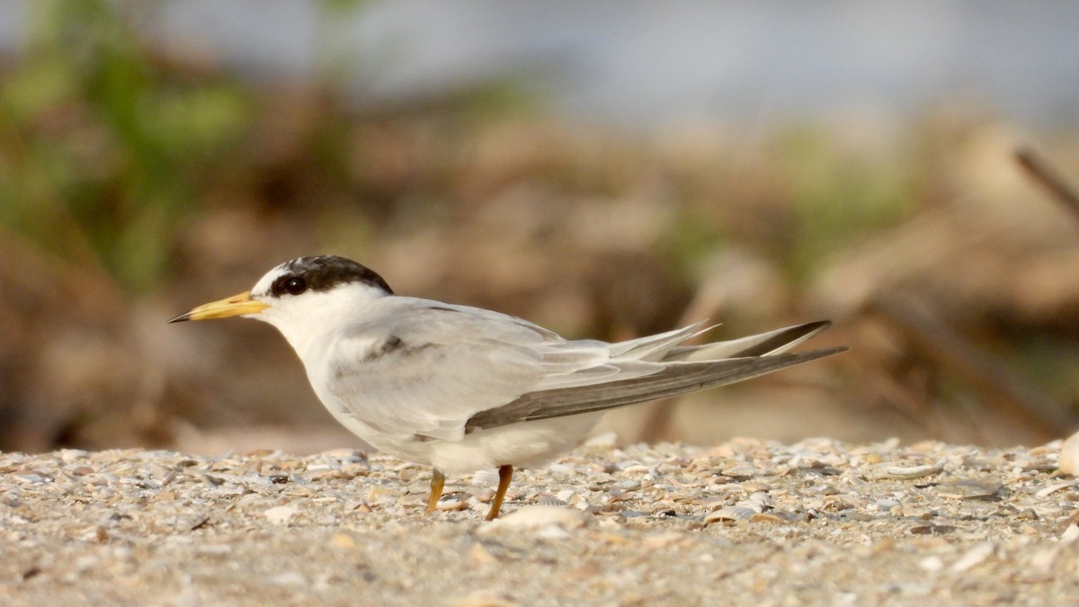 Least Tern - Charlotte Chehotsky