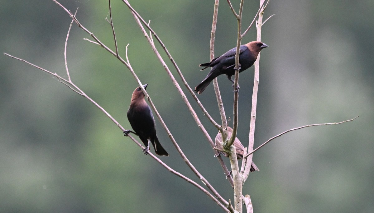 Brown-headed Cowbird - DAVID VIERLING