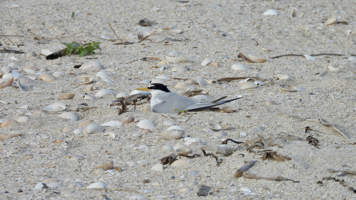 Least Tern - Charlotte Chehotsky