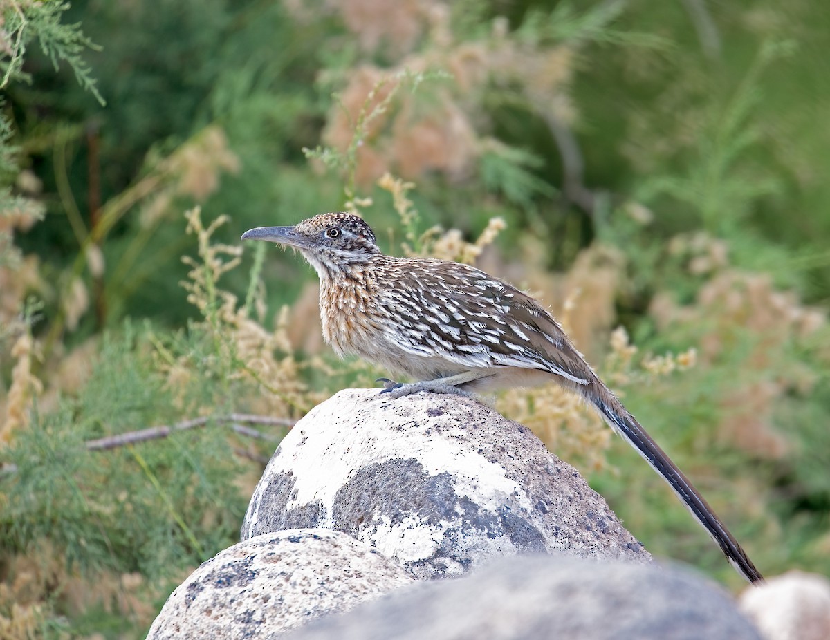 Greater Roadrunner - ML619507360