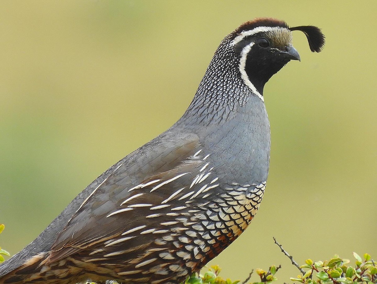 California Quail - Nick & Jane