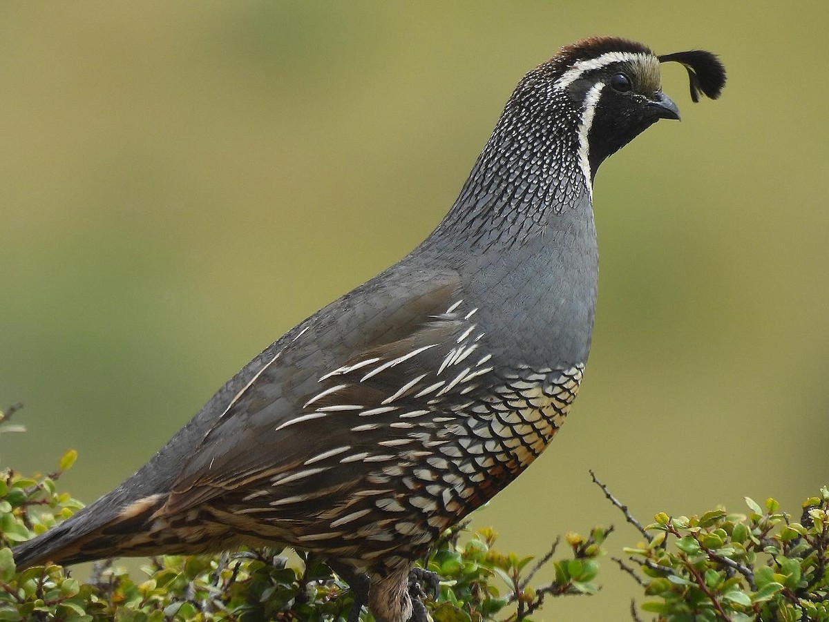 California Quail - Nick & Jane