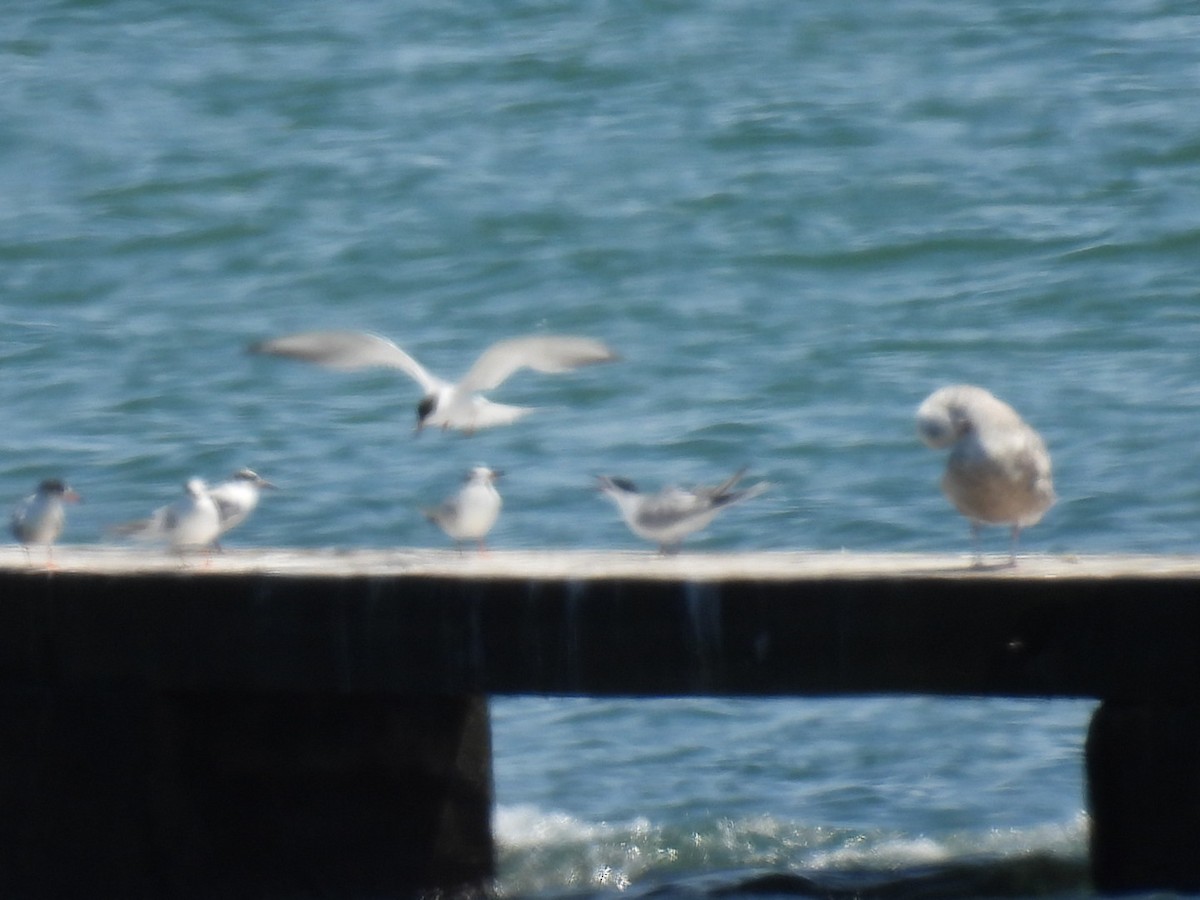 Forster's Tern - ML619507363