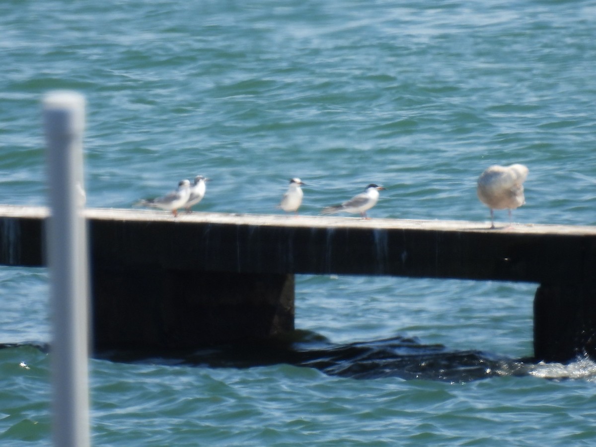 Forster's Tern - ML619507364