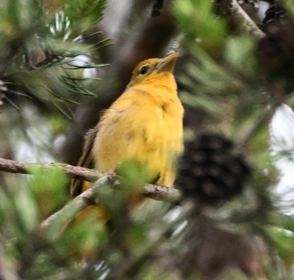 Summer Tanager - DAVID VIERLING