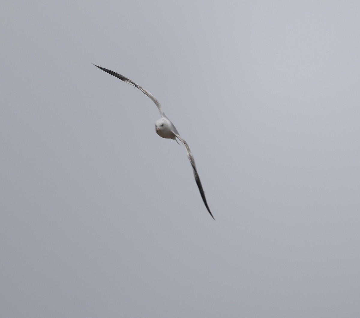 Ring-billed Gull - Ross Sormani