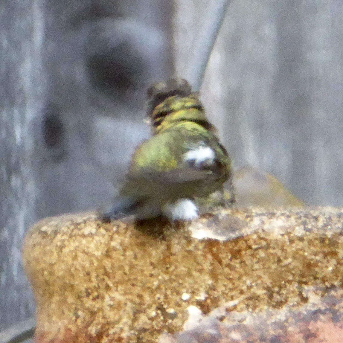 Anna's Hummingbird - Anonymous