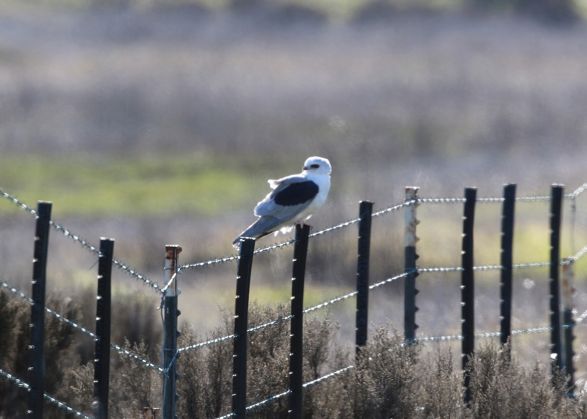 White-tailed Kite - William Clark