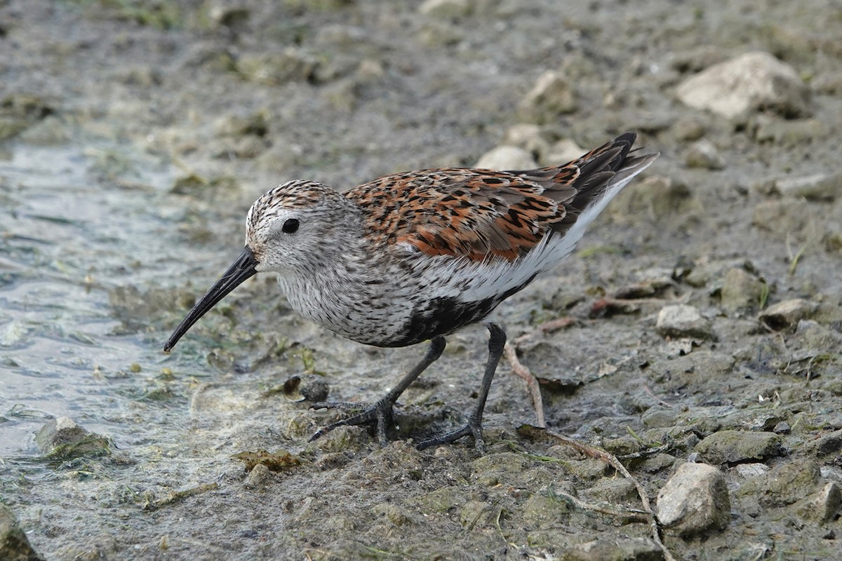 Dunlin - mc coburn