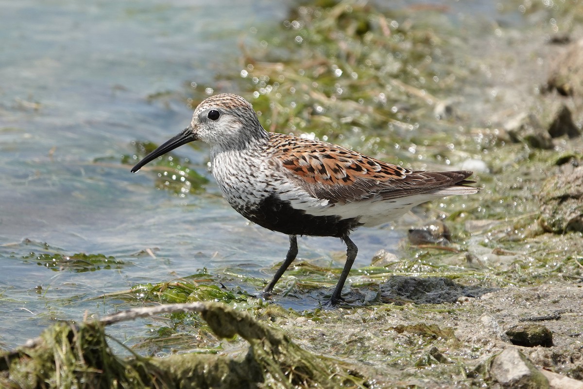 Dunlin - mc coburn