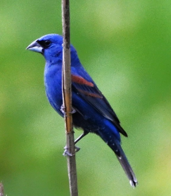 Blue Grosbeak - DAVID VIERLING