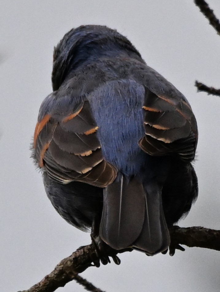 Blue Grosbeak - DAVID VIERLING