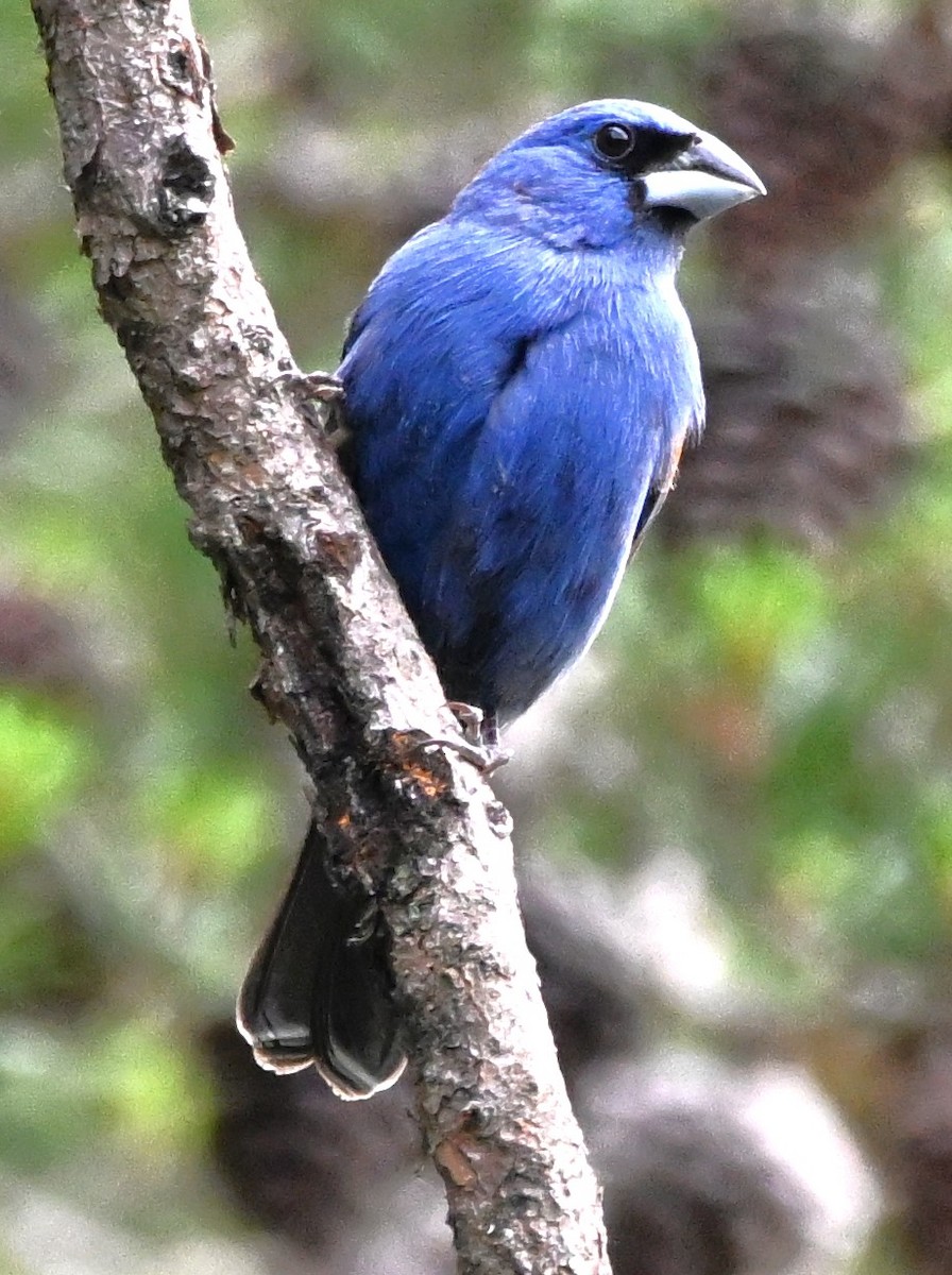 Blue Grosbeak - DAVID VIERLING