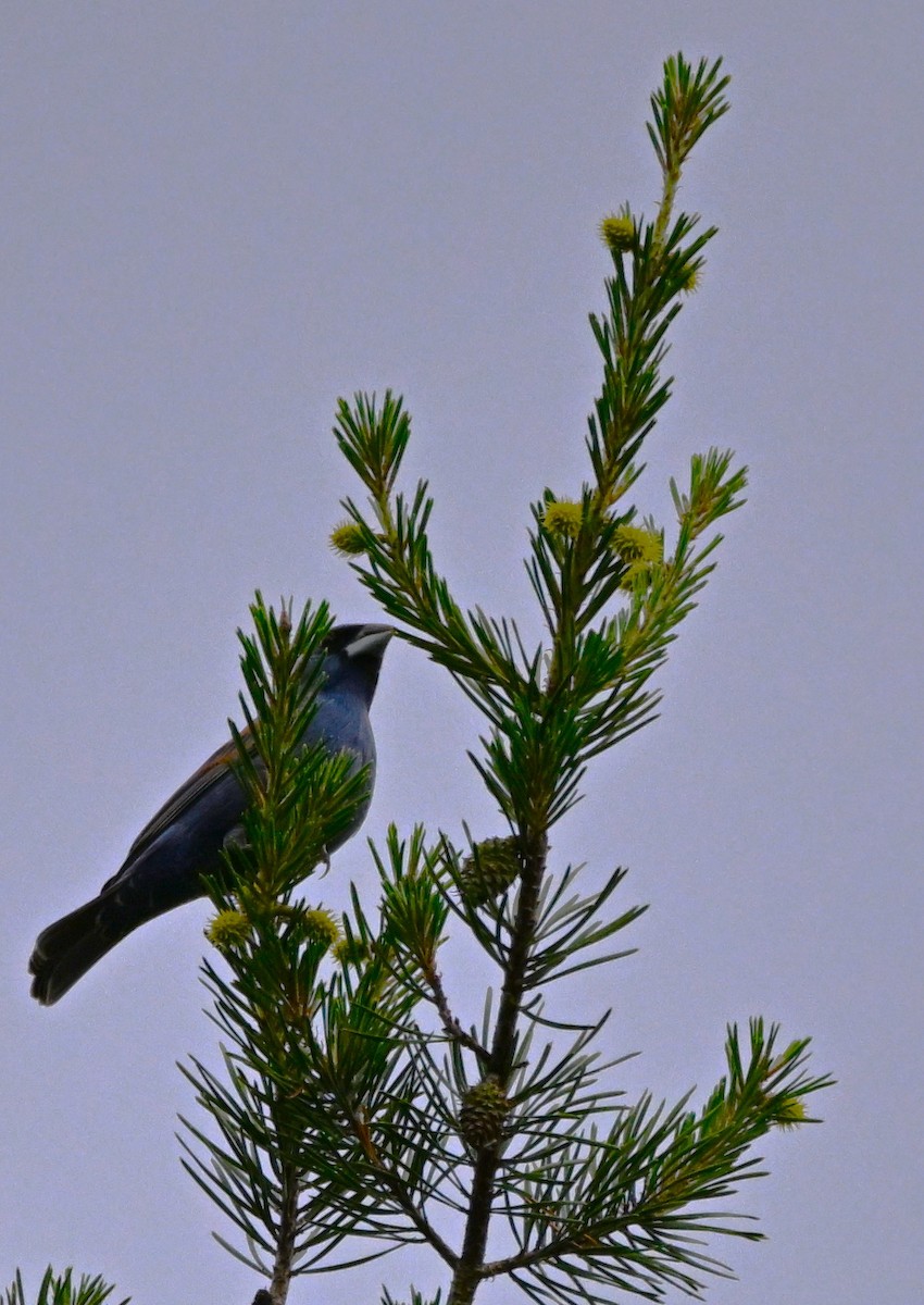 Blue Grosbeak - DAVID VIERLING