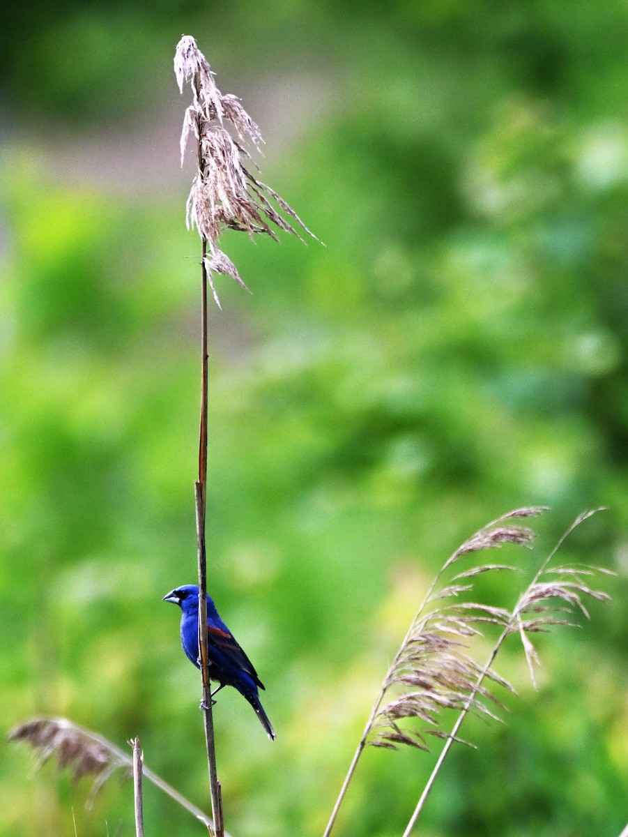 Blue Grosbeak - DAVID VIERLING