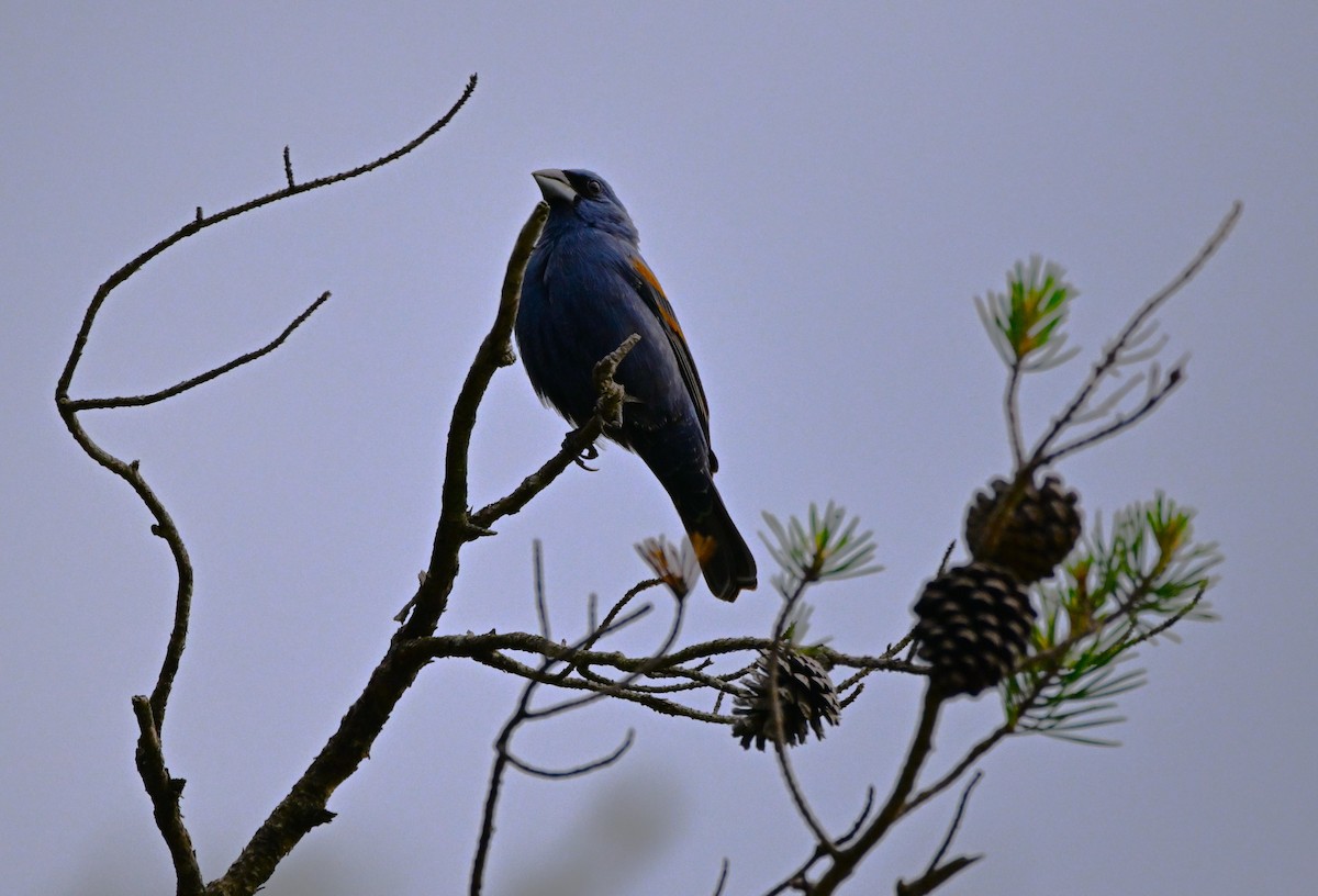 Blue Grosbeak - DAVID VIERLING