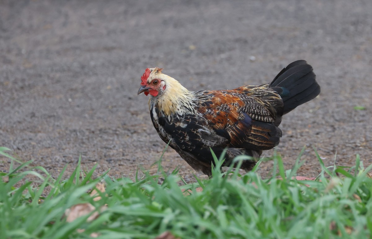 Red Junglefowl (Domestic type) - Mike "mlovest" Miller