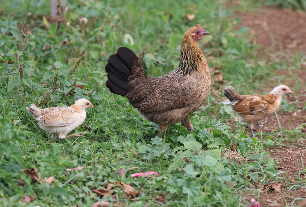 Red Junglefowl (Domestic type) - Mike "mlovest" Miller