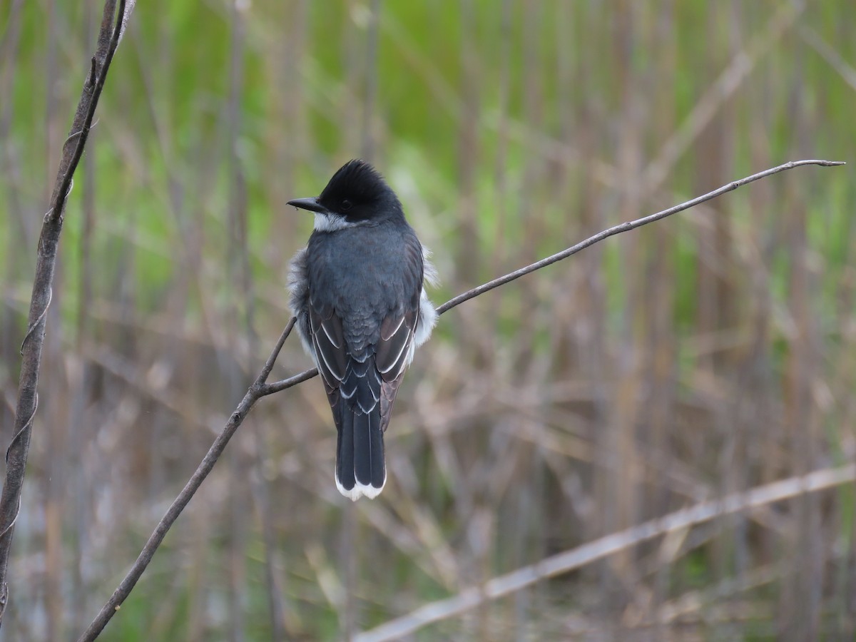 Eastern Kingbird - D Woolverton