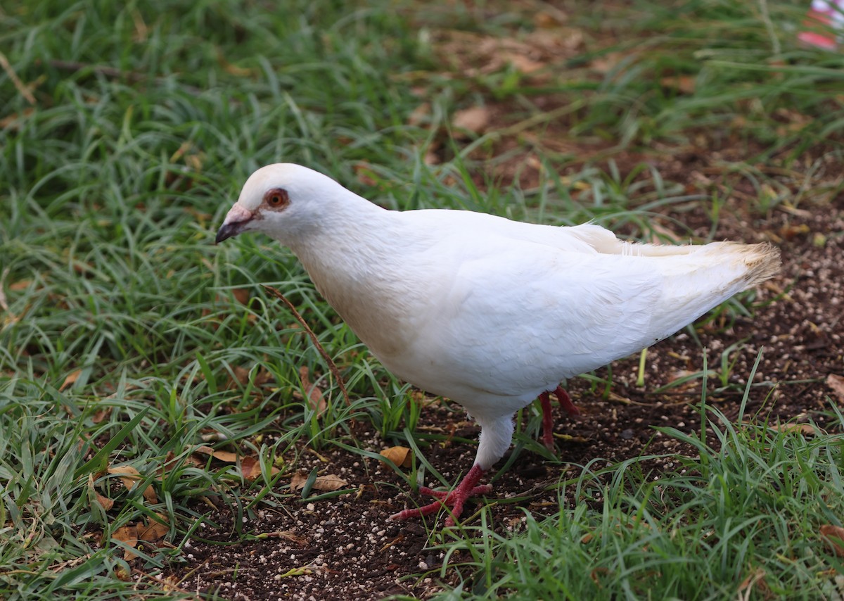 Rock Pigeon (Feral Pigeon) - Mike "mlovest" Miller