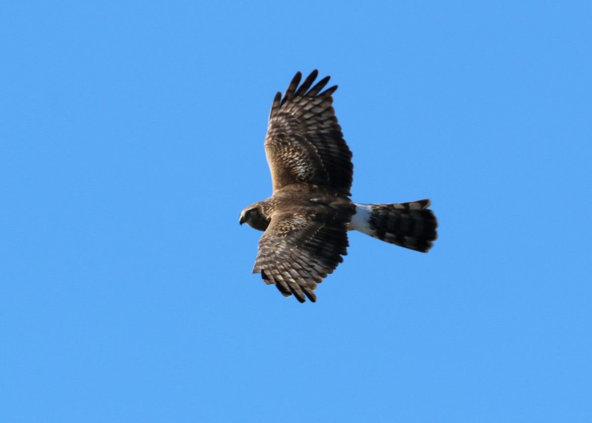 Northern Harrier - William Clark