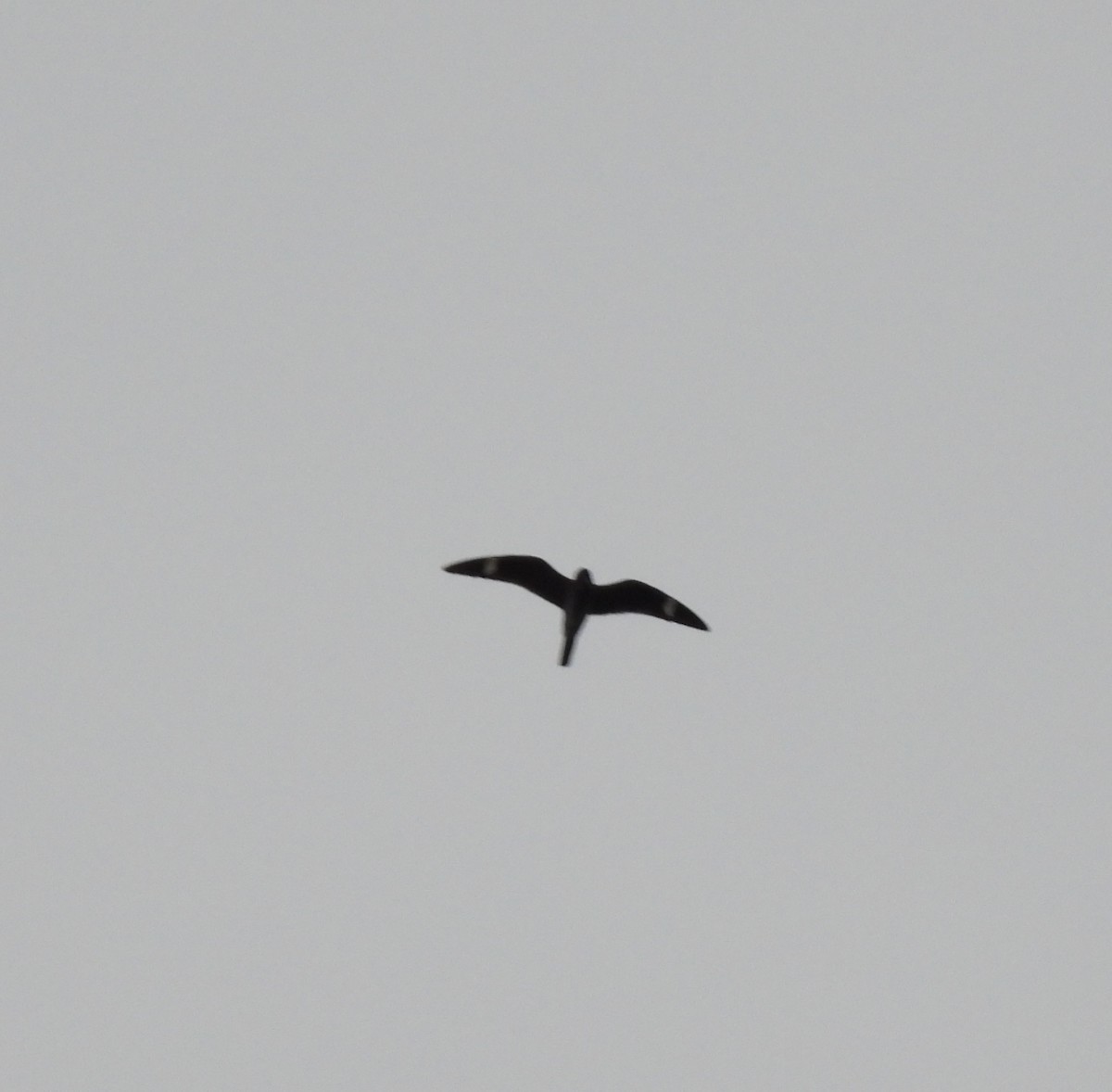 Common Nighthawk - Rhonda Langelaan