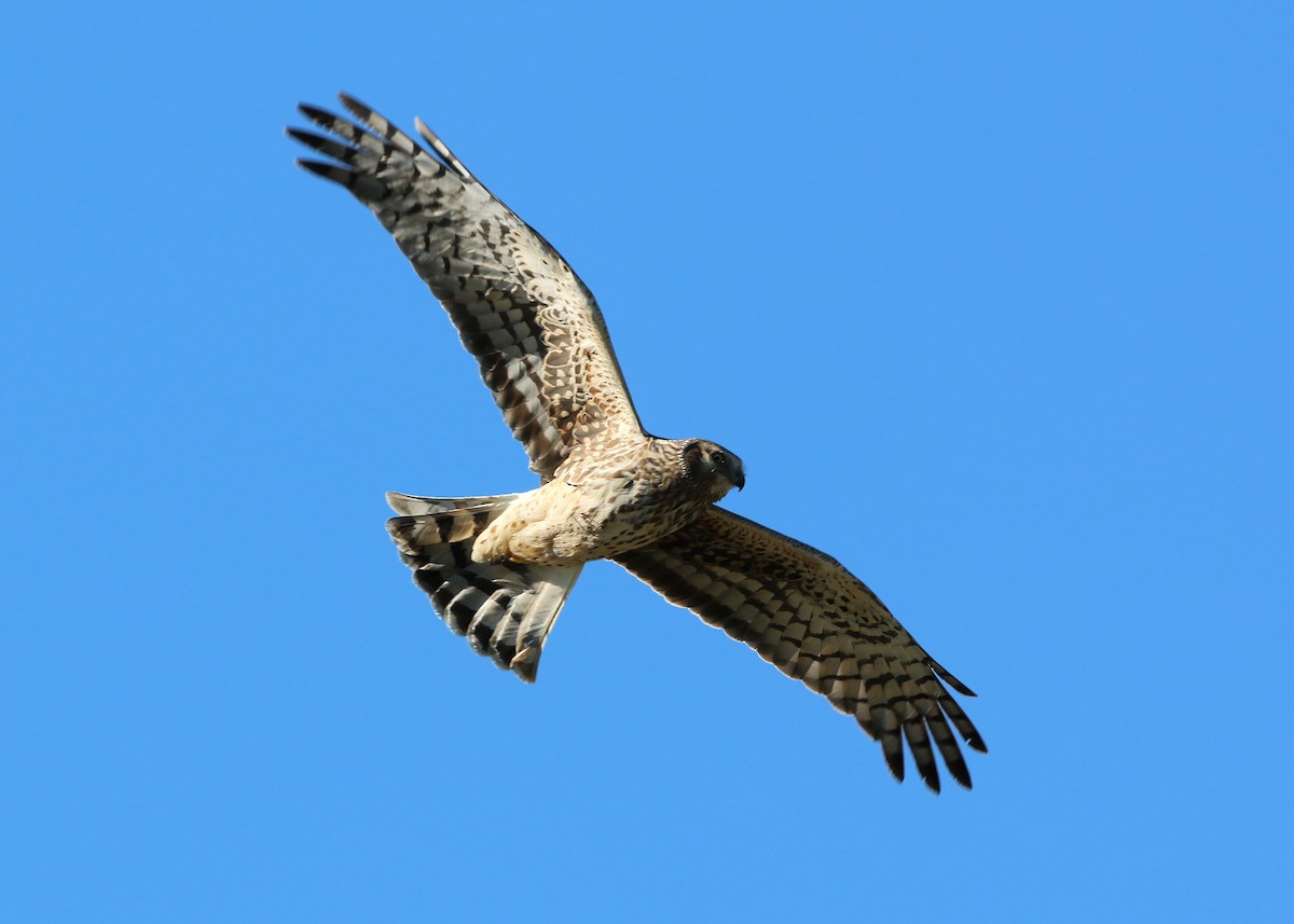 Northern Harrier - William Clark