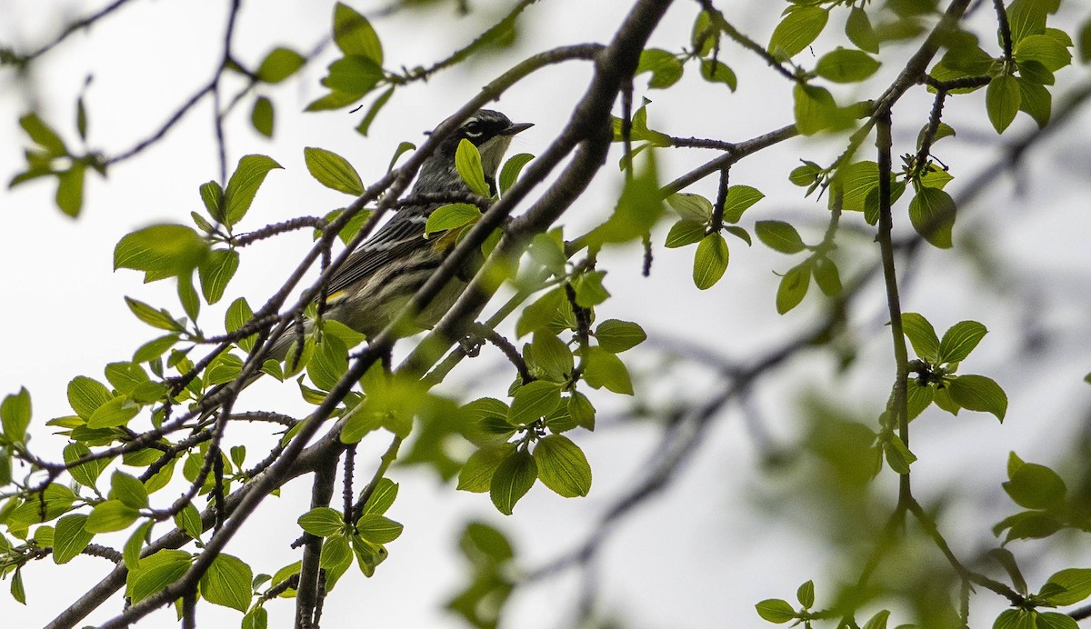 Yellow-rumped Warbler - Matt M.