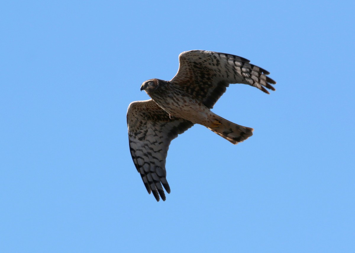 Northern Harrier - William Clark