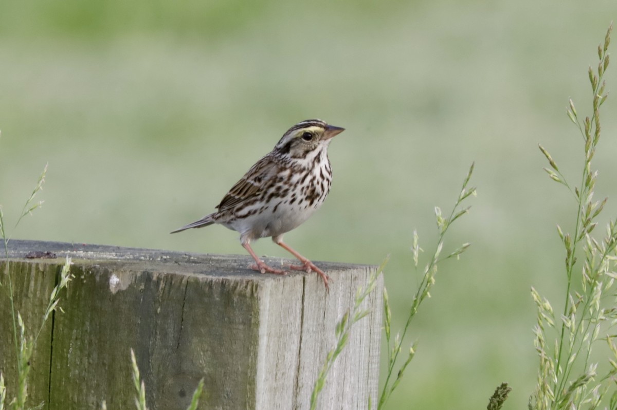 Savannah Sparrow - Gina Foster