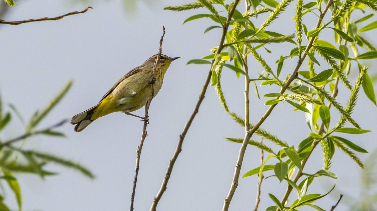 Palm Warbler - Matt M.