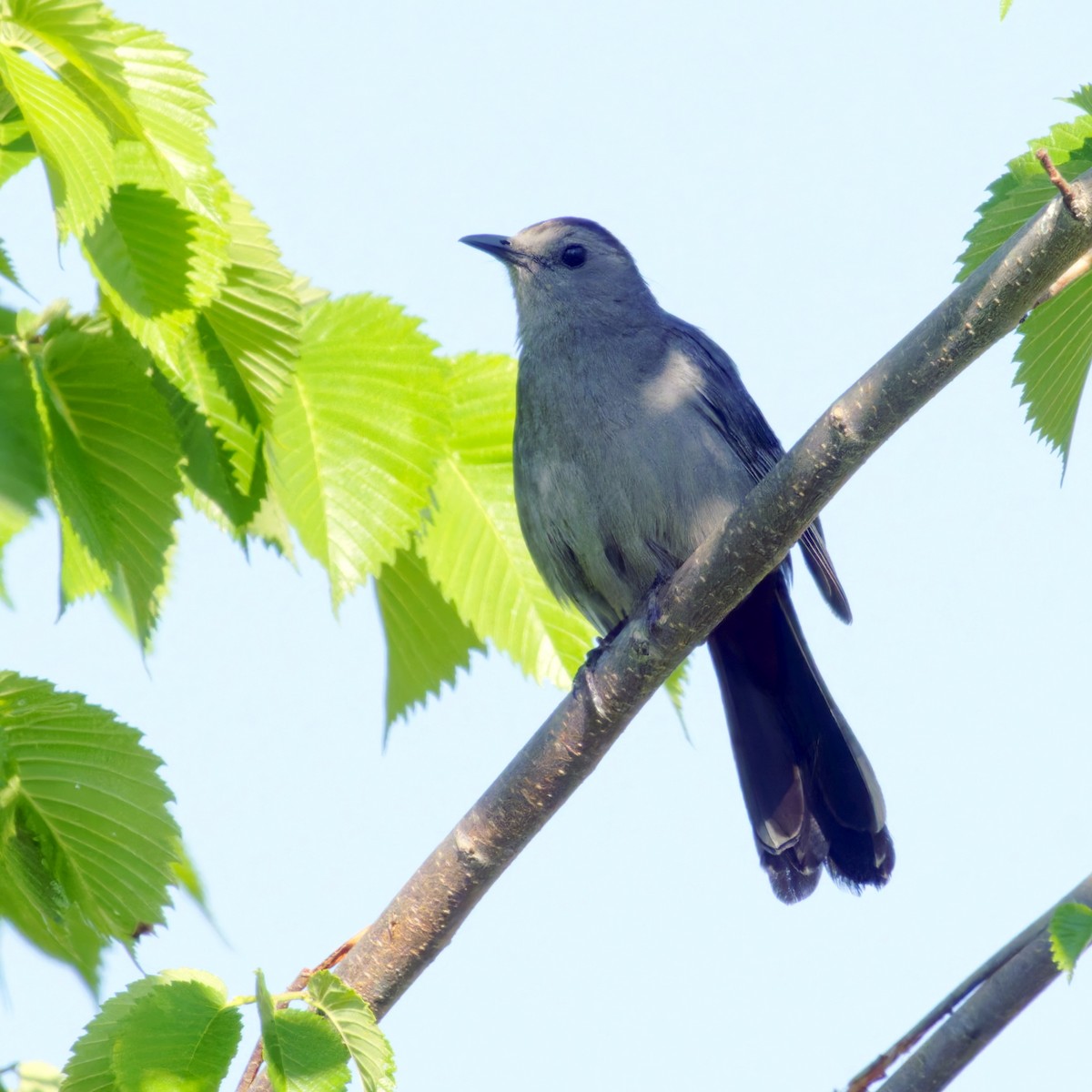 Gray Catbird - Thomas Burns