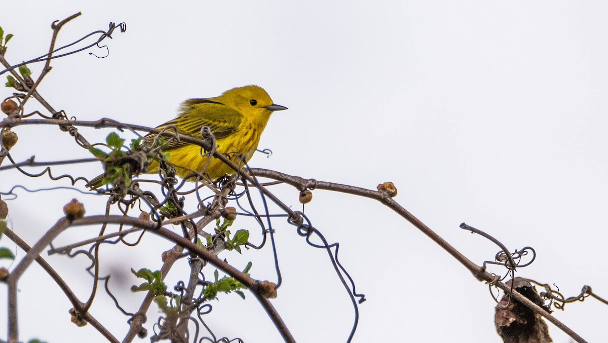 Yellow Warbler - Matt M.