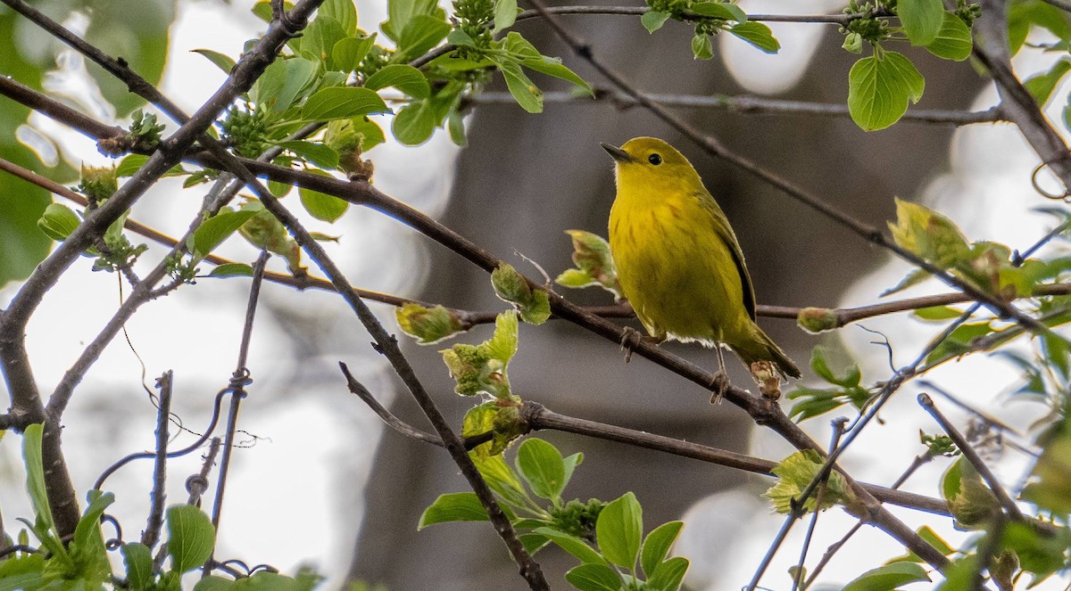 Yellow Warbler - Matt M.