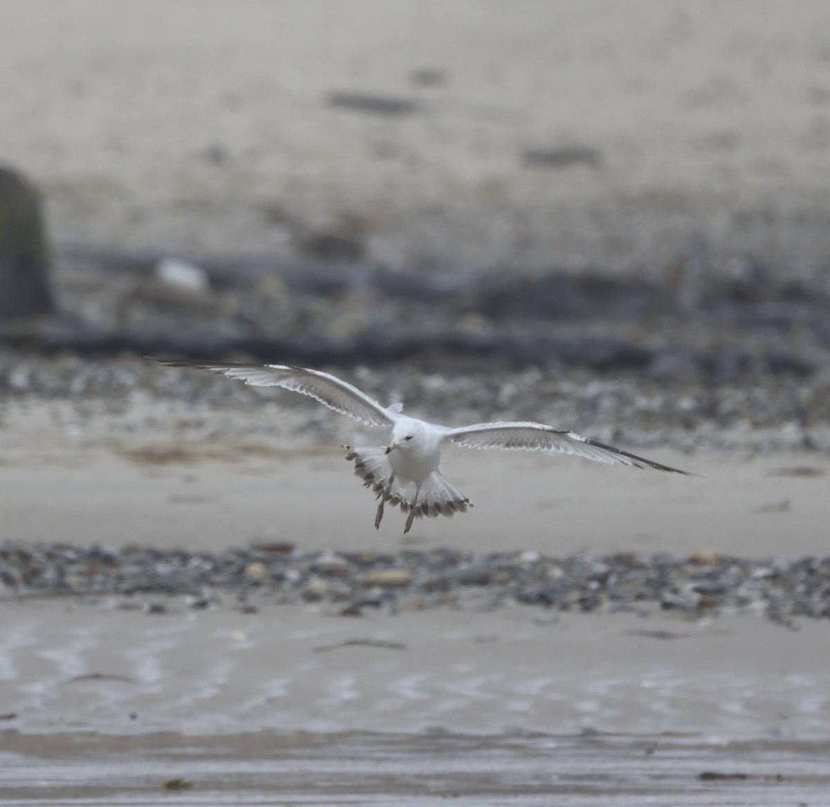 Ring-billed Gull - Ross Sormani